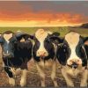 A Herd Of Cows Painting By Number