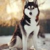 Adorable Husky Dog Painting By Number