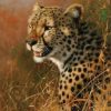 African Cheetah Painting By Number