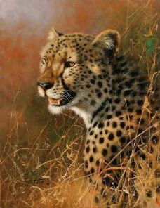 African Cheetah Painting By Number