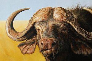 African Buffalo Painting By Number