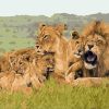 African Lion Family Painting By Number