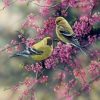 American Goldfinch Painting By Number