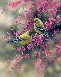 American Goldfinch Painting By Number