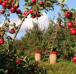 Apples Fields Painting By Number