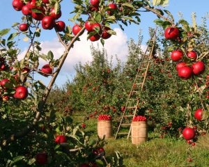 Apples Fields Painting By Number