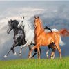 Arabian Horses Painting By Number