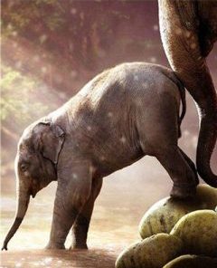 Baby Elephant Painting By Number