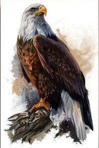 Bald Eagle On Tree Painting By Number