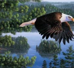 Bald Eagle Painting By Number