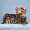 Bengal Cat Painting By Number