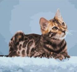 Bengal Cat Painting By Number