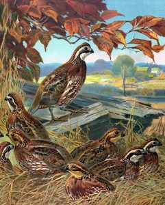 Bevy Of Quails Painting By Number