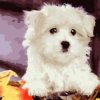 Bichon Frise Painting By Number