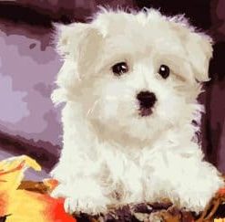 Bichon Frise Painting By Number