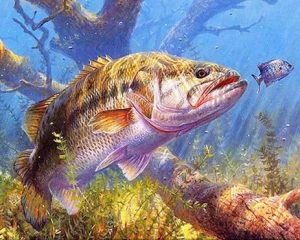 Big Fish Painting By Number