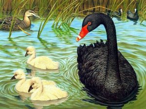 Black Duck Painting By Number