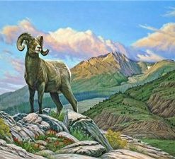 Bighorn Sheep Painting By Number