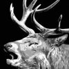 Black And White Elk Painting By Number