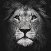 Black And White Lion Painting By Number