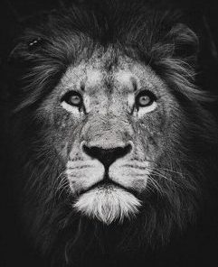 Black And White Lion Painting By Number