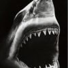 Black And White Shark Painting By Number