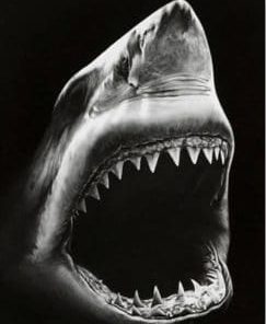 Black And White Shark Painting By Number