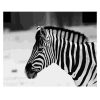 Black And White Zebra Painting By Number