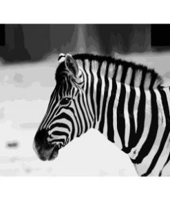 Black And White Zebra Painting By Number