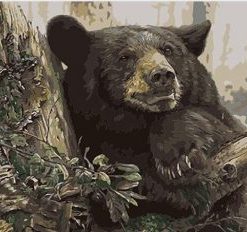 Black Bear In Forest Painting By Number