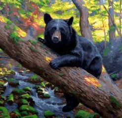 Black Bear Painting By Number