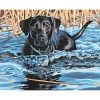 Black Dog Swimming Painting By Number