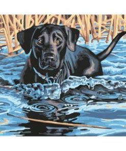 Black Dog Swimming Painting By Number