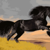 Black Horse Painting By Number