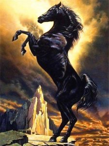 Black Arabian Horse Painting By Number