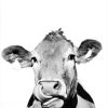 Black And White Cattle Painting By Number