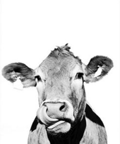 Black And White Cattle Painting By Number