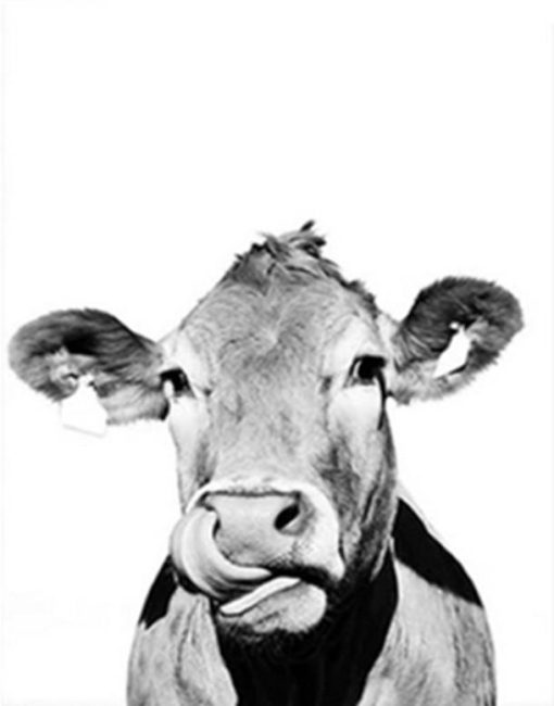 Black And White Cattle Painting By Number