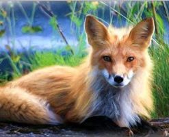 Blond Fox Painting By Number