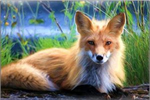 Blond Fox Painting By Number