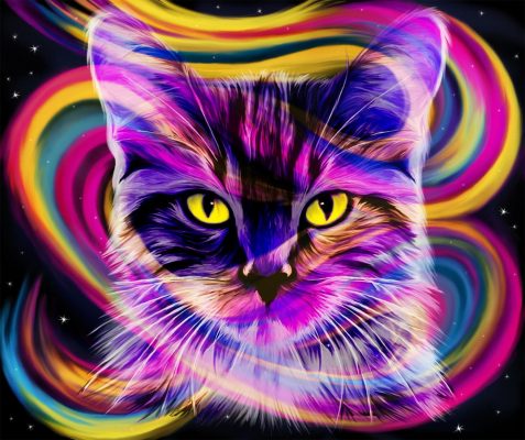 Colorful Cat paint by numbers