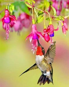 Flowers With Hummingbird Painting By Number