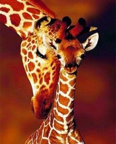 Giraffe And Baby Painting By Number