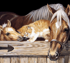 Horse And Cat Painting By Number