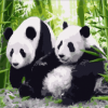 Panda Couple Painting By Number