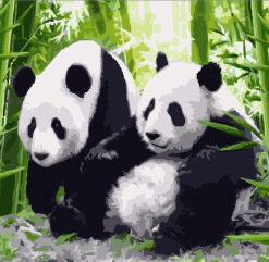 Panda Couple Painting By Number