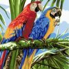 Parrots Birds Painting By Number