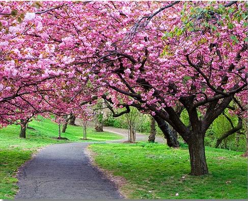 Path Park Cherry Blossom paint by numbers