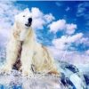 Polar Bear Painting By Number