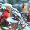 Winter Birds Painting By Number